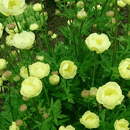 Купальница гибридная Alabaster