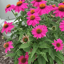 Эхинацея пурпурная Pow Wow Wild Berry