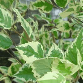 Береза черная Smiloh Splash штамб 80см