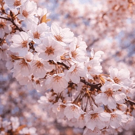 Вишня гибридная Hally Jolivette