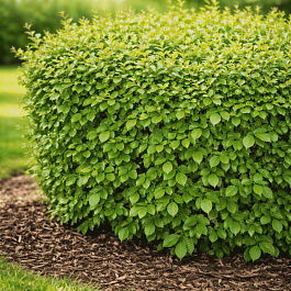 Кизильник блестящий Green Tower