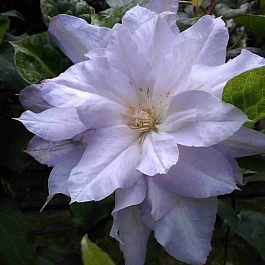 Клематис гибридный Halina Noll