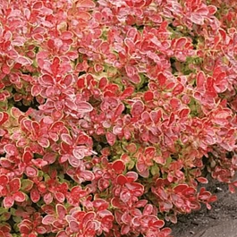 Барбарис Тунберга Coral