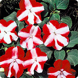 Бальзамин Баланс Ред Стар Бальзамин Баланс Ред Стар