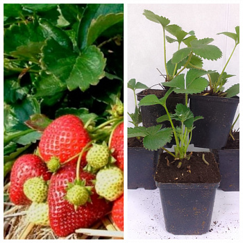 Земляника садовая Априка НАБОР 5ШТ