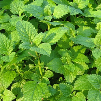 Мята лимонная Цитрата