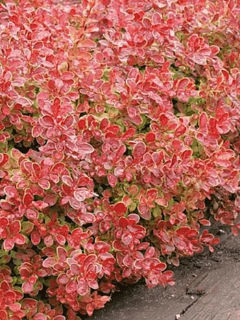 Барбарис Тунберга Coral