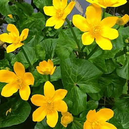 Калужница болотная Bright Yellow