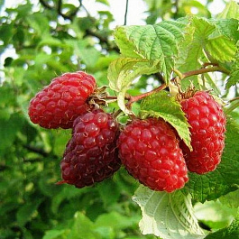 Малина традиционная Гусар