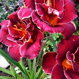 Лилейник Night Embers