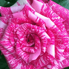 Роза Чайно-гибридная Pink Intuition