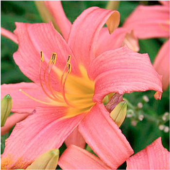 Лилейник гибридный Пинк Дамаск НАБОР 2ШТ (1+1)