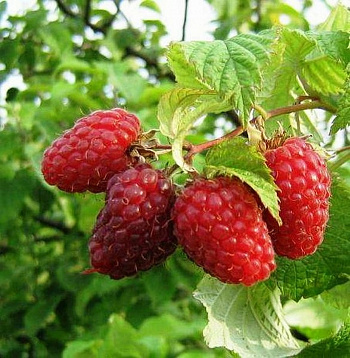 Малина традиционная Гусар