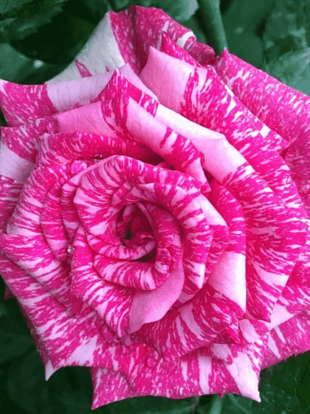 Роза Чайно-гибридная Pink Intuition