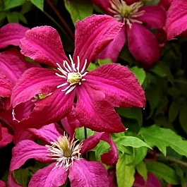 Клематис Mme Julia Correvon