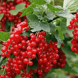 Смородина красная Ролан
