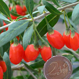 Годжи Принцесса Тао