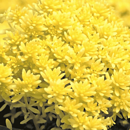 Очиток японская Tokyo Sun