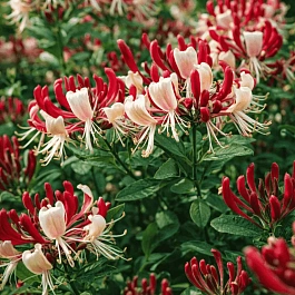 Жимолость вьющаяся Serotina