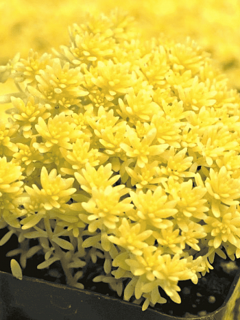 Очиток японская Tokyo Sun