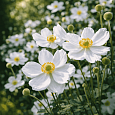 Анемона японская Andrea Atkinson