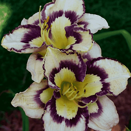 Лилейник Spacecoast Sea Shells