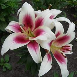 Лилия ОТ-гибрид Нимфа