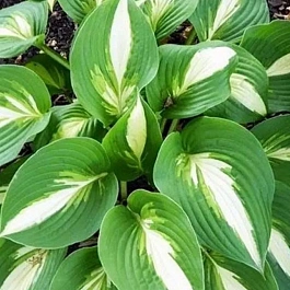 Хоста Ann Kulpa