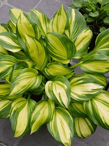 Хоста Rainbow's end