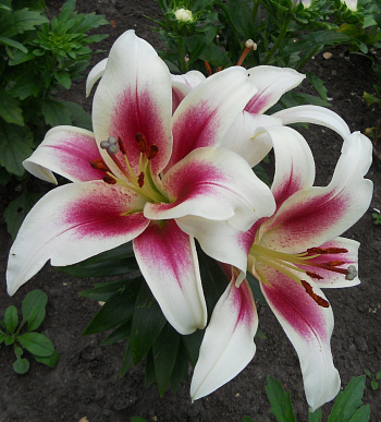 Лилия ОТ-гибрид Нимфа