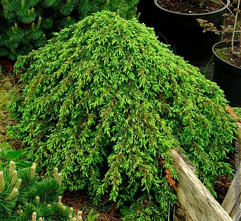 Можжевельник Corielagan