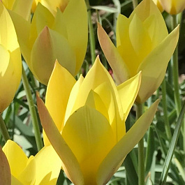 Тюльпан ботанический Хонки Тонк