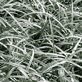 Офиопогон японский Silver dragon