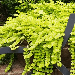 Вербейник монетчатый Aurea