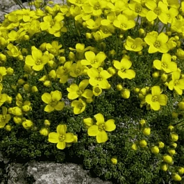 Крупка моховидная