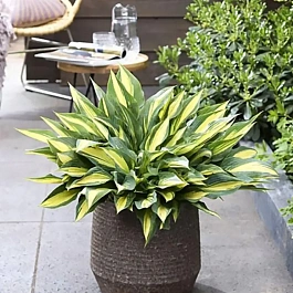 Хоста Golden Spear