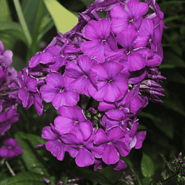 Флокс метельчатый The King