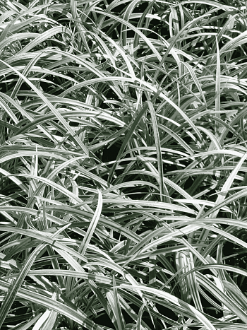 Офиопогон японский Silver dragon