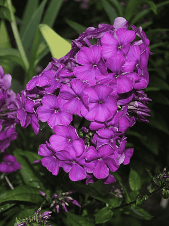 Флокс метельчатый The King