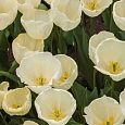 Тюльпан триумф Bolroyal Silver