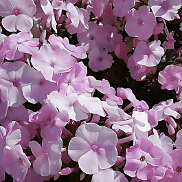 Флокс метельчатый Helena