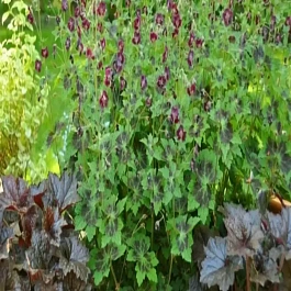 Герань Samobor