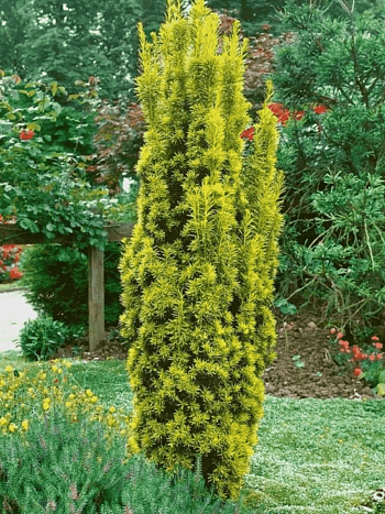 Тис ягодный Fastigiata Aurea