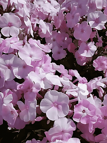 Флокс метельчатый Helena