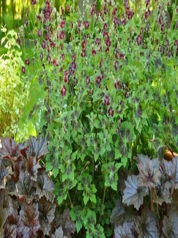 Герань Samobor