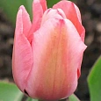 Тюльпан пестролистный Design Impression