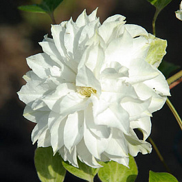 Клематис крупноцветковый Мария Склодовская-Кюри