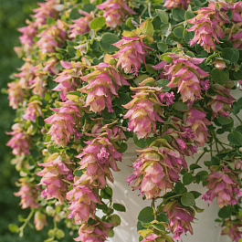 Душица обыкновенная Bellissimo