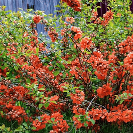 Айва превосходная Orange Trail