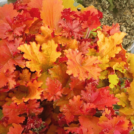 Гейхера Amber Sea